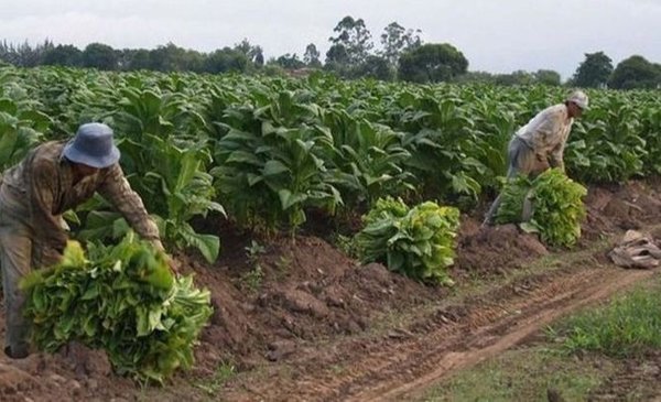 They trained on good agricultural practices in Virginia Tobacco Farming