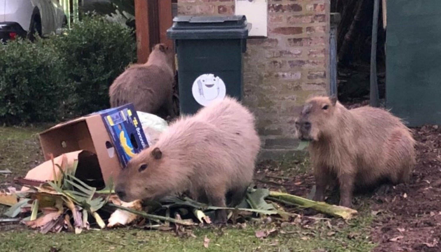 VIDEO Invasión de carpinchos en Nordelta: Destrozan jardines y temen por  las mascotas