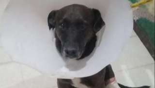 Chocolate, logró salvar su pierna y ahora busca familia
