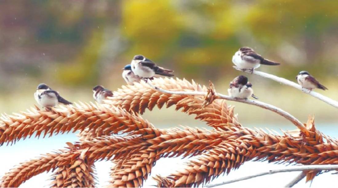 El Romance De Goya Con Las Golondrinas el romance de goya con las golondrinas