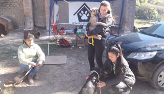 Voluntarias brindaron cuidados a perros peregrinos