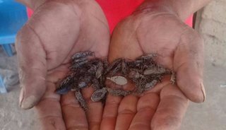 Alarma por la proliferación de vinchucas en Rivadavia