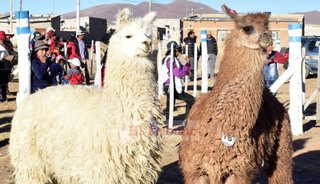 Séptima Feria Andina de la Llama