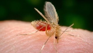 Detectan más de 100 casos de leishmaniasis en Caimancito y Yuto