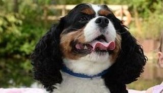 Héroe de cuatro patas: un perro salvó a una nena de morir ahogada en su cuna