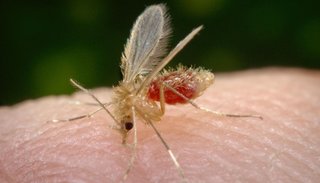 Declararon emergencia sanitaria por leishmaniasis
