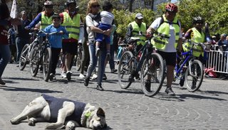 Hagamos un milagro para los perros callejeros