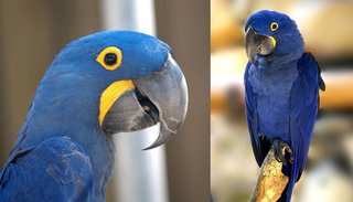 Declararon extinguido en la naturaleza al guacamayo azul que inspiró la película "Río"