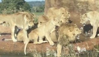 VIDEO: Un grupo de leonas se une y ataca brutalmente a un macho alfa