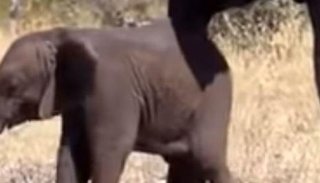 VIDEO: encontraron una cría de elefante sin trompa y nadie sabe qué le pasó