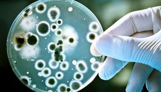 Investigan si la bacteria estreptococo proviene de una cepa más virulenta