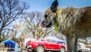 Tras el Milagro  quedaron 15 perros peregrinos abandonados