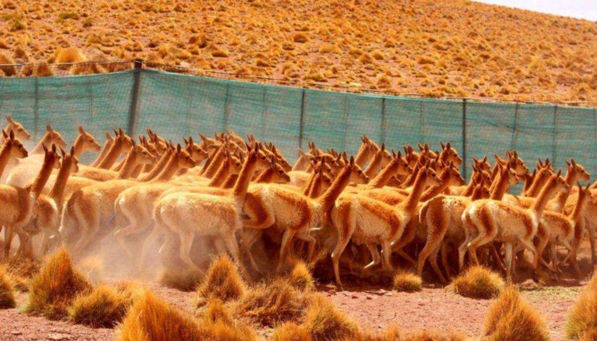 Comenzó la temporada de esquila de vicuñas