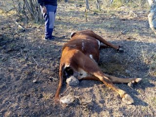 Un santiagueño denunció que extraterrestres mutilaron 10 vacas suyas