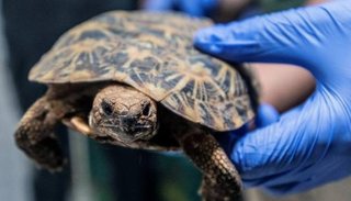 Fue al hospital después de una fiesta: le encontraron una tortuga en su vagina