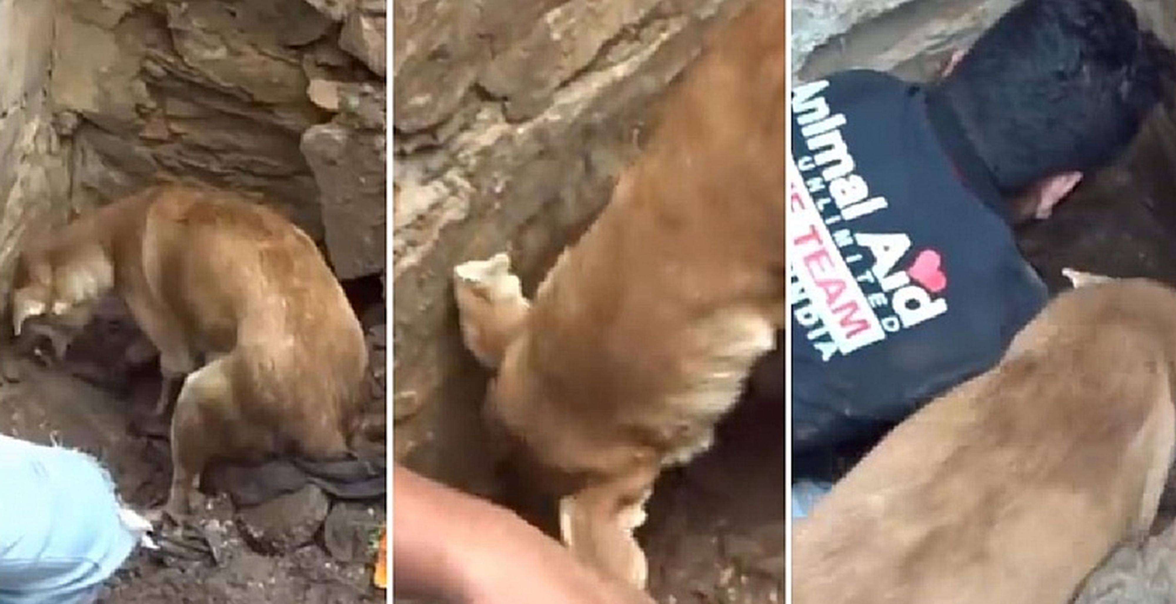 Una perra cava entre los escombros para rescatar a sus cachorros Una perra cava entre los escombros para rescatar a sus cachorros