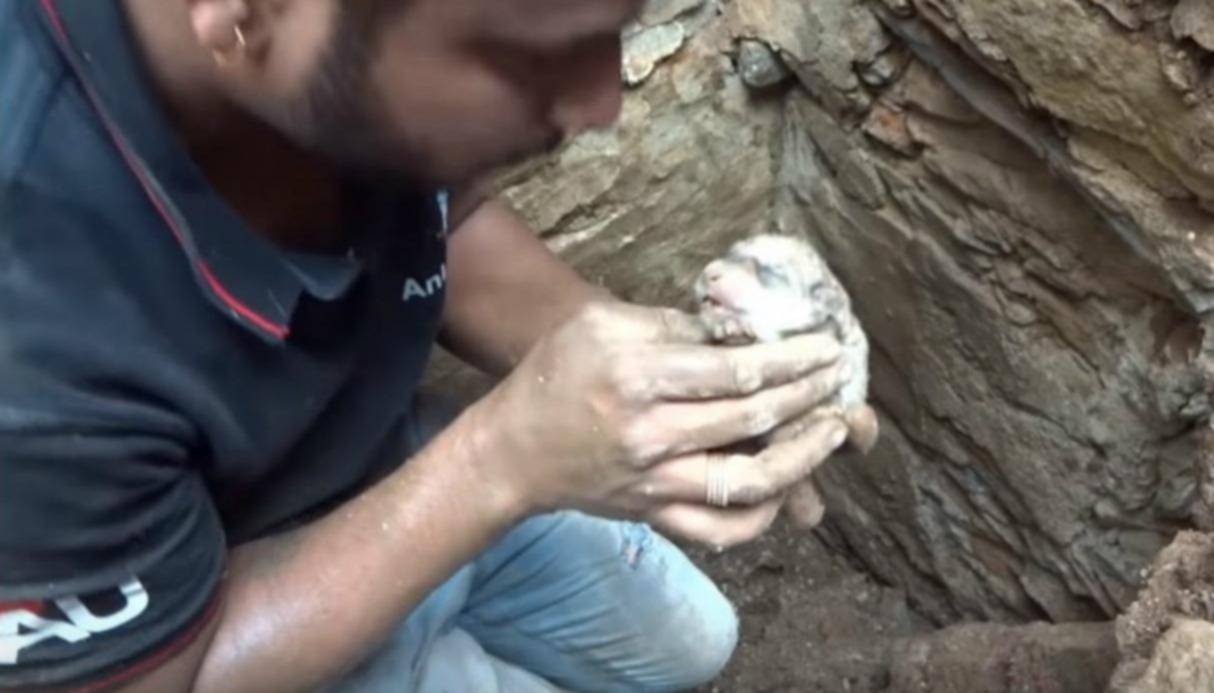 Una perra cava entre los escombros para rescatar a sus cachorros Una perra cava entre los escombros para rescatar a sus cachorros