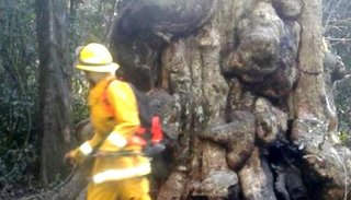 Quiso hacerse un mate y quemó el árbol más antiguo de Misiones