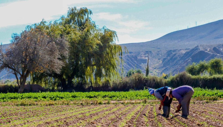 Productos de la Quebrada con más mercado porteño
