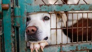 Piden que la legislación contemple a los animales como sujetos de derecho