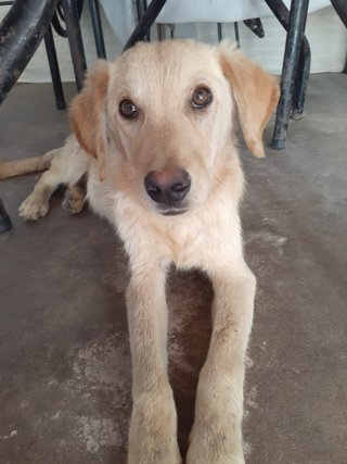 Cachorro busca urgente una familia o volverá a la calle