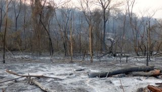 Las provincias de Jujuy y Entre Ríos registran focos activos de incendios forestales