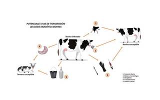 Primera cepa vacunal en el mundo contra la leucosis bovina