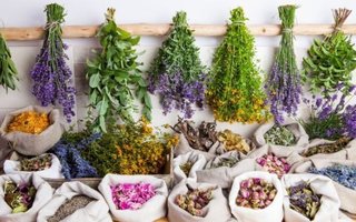 List Of Medicinal Plants That Prevent Hair Loss