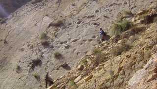 Descubren en Jujuy huellas de dinosaurios de hace 66 millones de años