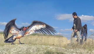 Encontraron los restos de un cóndor que vivió hace 30.000 años: lo bautizaron Emperador
