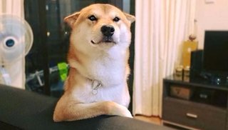 Chiko, el perro que mira series y películas en Netflix