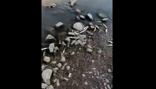Video viral: Mortandad de peces en el dique Los Alisos