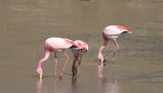 En un día 132.226 aves en la Laguna de Pozuelos
