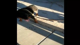 VÍDEO. Ató a su perro a la moto para pasearlo por la calle