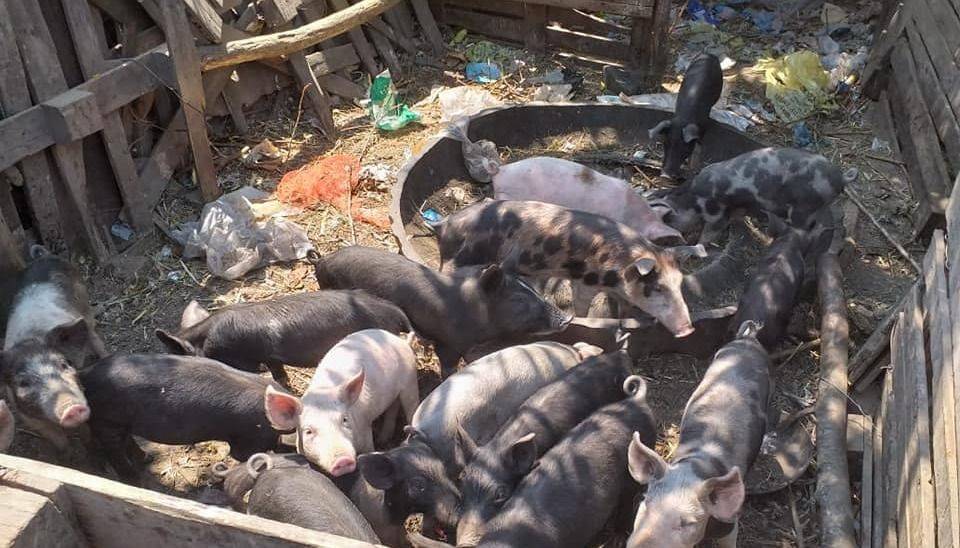 Clausuraron Un Criadero De Chanchos Por El Estado En Que Tenian A