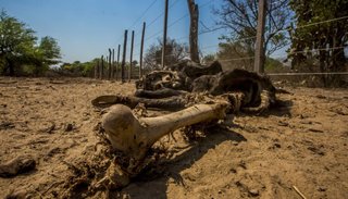 Piden la emergencia por sequía para el Chaco salteño