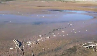Cientos de peces aparecieron muertos en el dique Los Alisos y hay preocupación