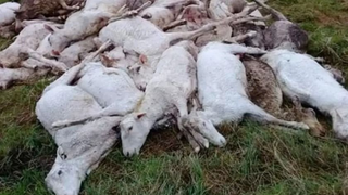 Hacía calor, esquilaron más de 3500 ovejas y después murieron del frío