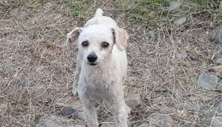 Homero está perdido y su familia lo busca desesperadamente