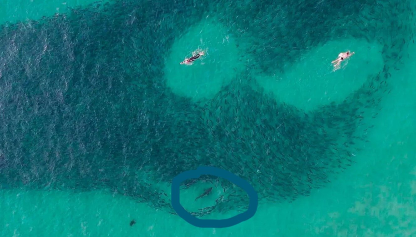Un dron grabó a varios tiburones a pocos metros de bañistas