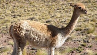 Más de 160 ejemplares de fauna silvestre fueron rescatados este año en Jujuy