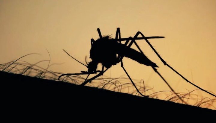Alarma en Estados Unidos por un virus "potencialmente mortal" transmitido por mosquitos
