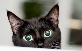 Por qué se suspenden en Salta las adopciones de gatos negros durante octubre