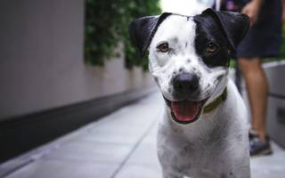 Los accesorios infaltables para llevar un perro a tu casa