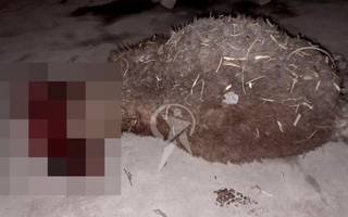 Lugareños aterrados por la presencia de un puma en los alrededores de Tastil