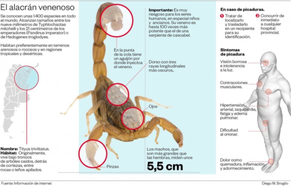 Qué Hacer Ante La Picadura De Un Alacrán 7179