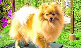 Genio y porte de los Spitz y Pomeranias