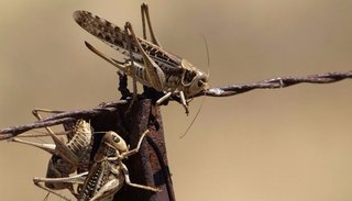 Operativos contra la plaga de langostas