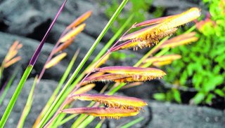 Descubren nuevas especies de gramíneas de valor forrajero