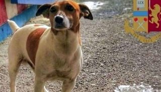 "Pocho Lavezzi", el perro que enfureció a la mafia italiana, que ahora pide su cabeza